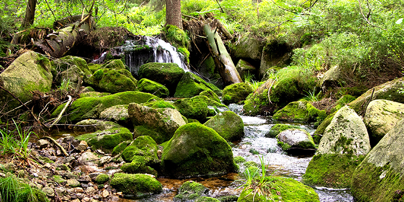 Spring Vacation in the Smoky Mountains