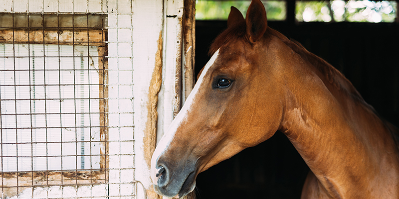 Cabin Rental and Horse Boarding