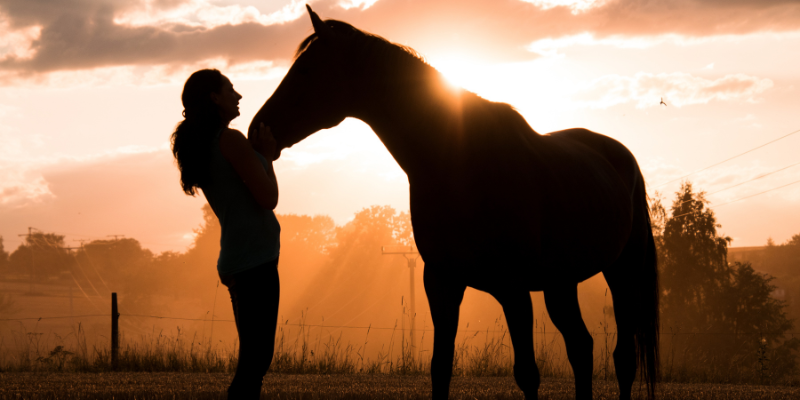 Interactive Horse Session