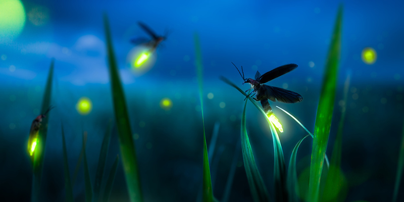 Witness Synchronized Fireflies at A Kings Lodge