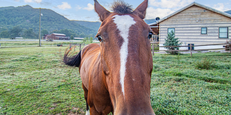 Horseback Riding at A King's Lodge in the Smoky Mountains