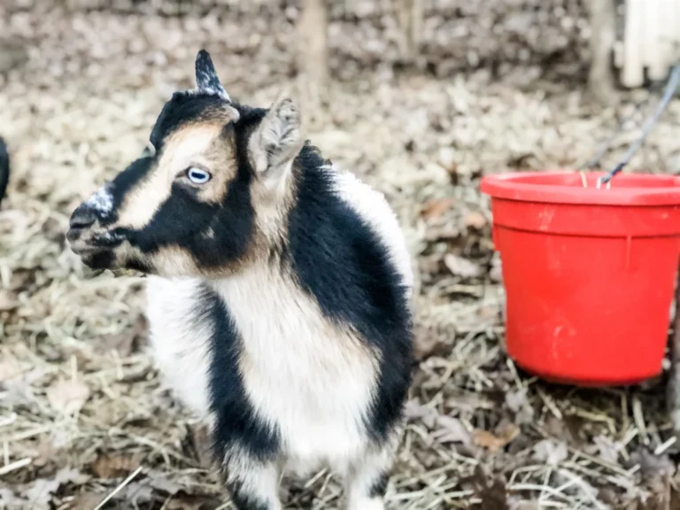 Our friendly goat, Billy