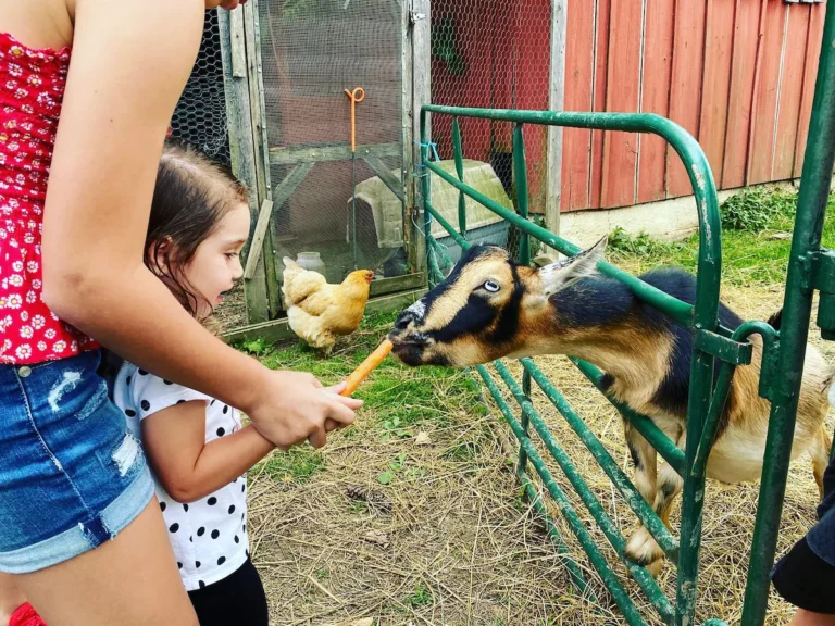 feed our farm animals